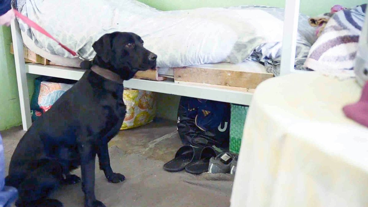 El Servicio Penitenciario indicó que son pioneras en el país en hacer el trabajo de detectar celulares en las celdas. El Servicio Penitenciario indicó que son pioneras en el país en hacer el trabajo de detectar celulares en las celdas.