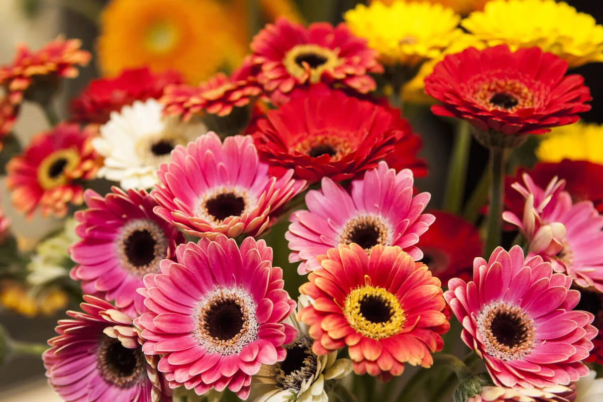 La planta que requiere pocos cuidados y llenará tu jardín de flores coloridas. Imagen: Pixabay