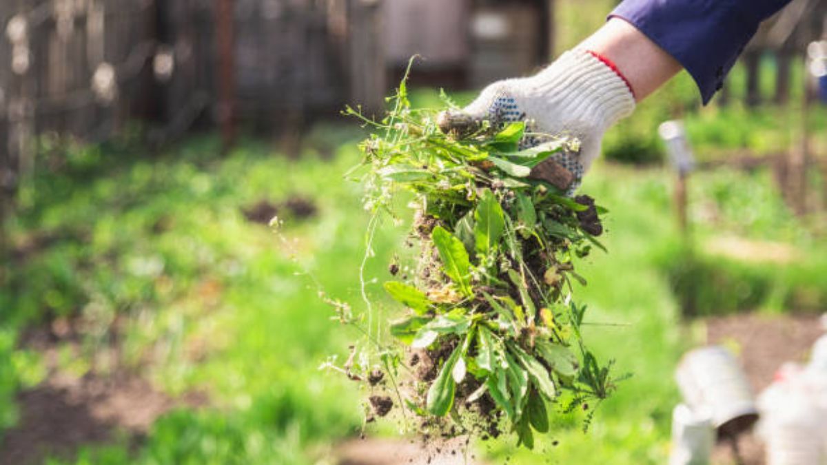 Los jardineros no dan crédito: el truco casero que elimina las malas hierbas del jardín en pocas horas