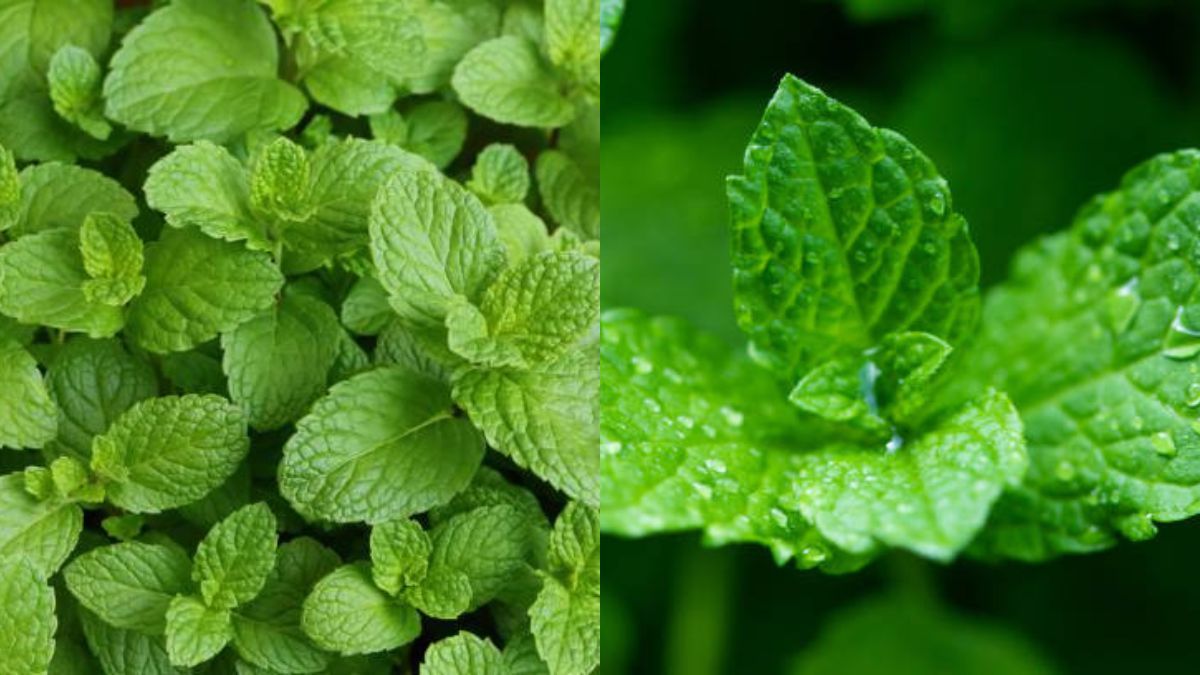 Descubre en qué se diferencian la menta y la hierbabuena, según expertos en jardinería. Descubre en qué se diferencian la menta y la hierbabuena, según expertos en jardinería.