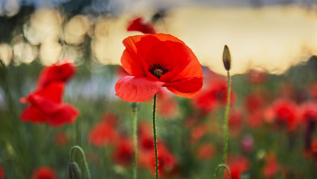 ¿Qué significado tienen las amapolas?