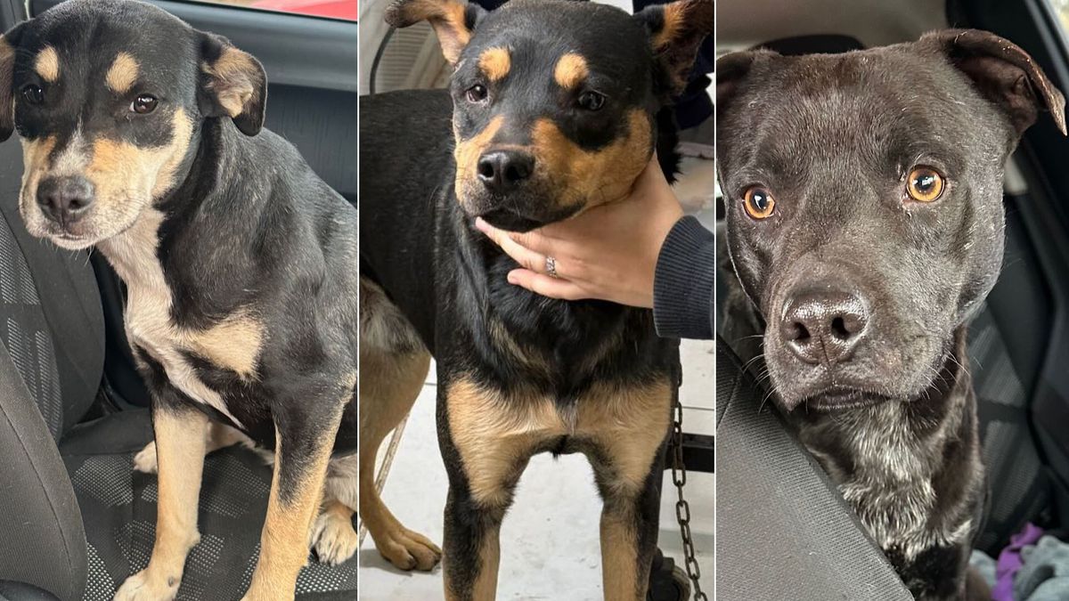 Catalina, Junior y Tayson, los perros que eran de la presunta descuartizadora de Guaymallén ya fueron castrados y ahora buscan un nuevo hogar. Catalina, Junior y Tayson, los perros que eran de la presunta descuartizadora de Guaymallén ya fueron castrados y ahora buscan un nuevo hogar.