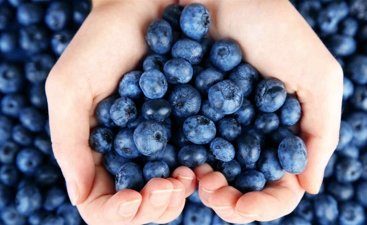 A lo largo de los años, numerosos estudios han revelado las propiedades que los arándanos poseen y los beneficios que aportan al sistema cardiovascular. A lo largo de los años, numerosos estudios han revelado las propiedades que los arándanos poseen y los beneficios que aportan al sistema cardiovascular.