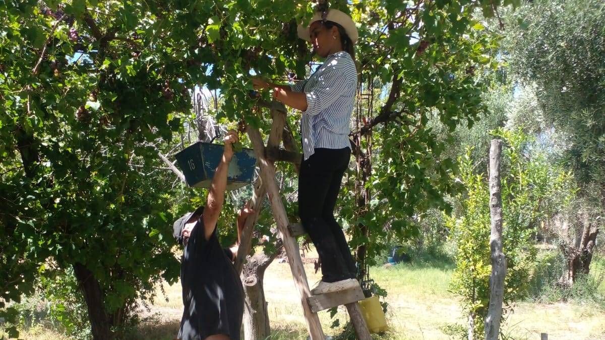 Docentes y directivos pusieron manos a la obra y cosecharon 2 mil kilos de uva para reunir fondos con el fin de agrandar el jardín. Docentes y directivos pusieron manos a la obra y cosecharon 2 mil kilos de uva para reunir fondos con el fin de agrandar el jardín.