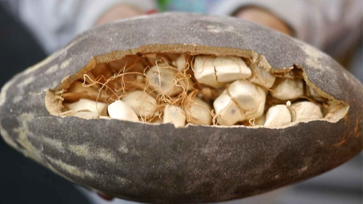 Fruto del baobab, el alimento que contiene colágeno. Fruto del baobab, el alimento que contiene colágeno.