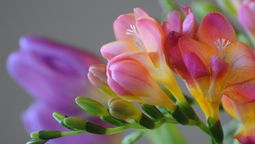 Esta planta es popular por sus flores en forma de trompeta. Esta planta es popular por sus flores en forma de trompeta.