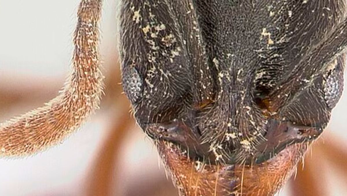 Alerta sanitaria: el insecto que no deja rastro pero cuya picadura puede ser letal