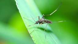Estas plantas atraen mosquitos al jardín.