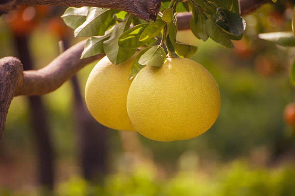 Citrus × paradisi, nombre científico del árbol de pomelo. Citrus × paradisi, nombre científico del árbol de pomelo.