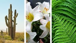 Test de personalidad: elegí una planta y descubrí lo debes que soltar para crecer