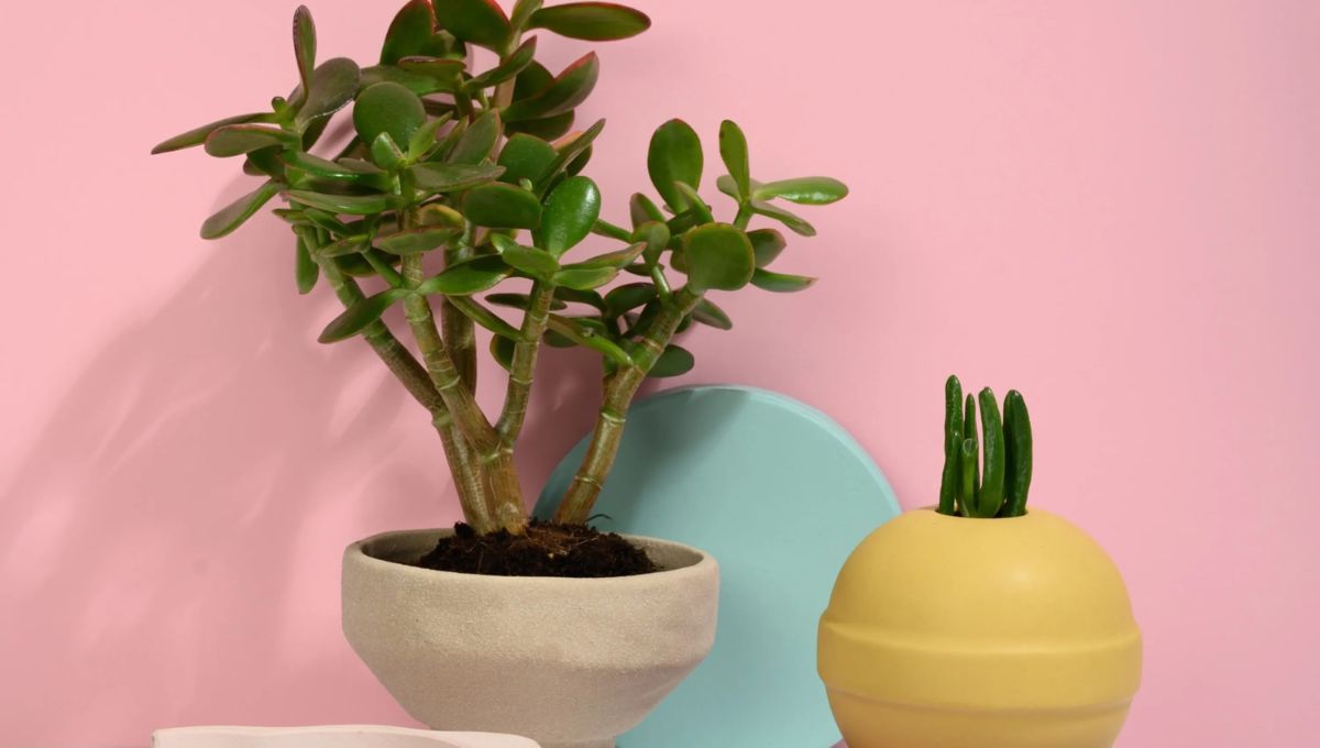 No seguir las recomendaciones, puede ser letal para el &aacute;rbol de jade.
