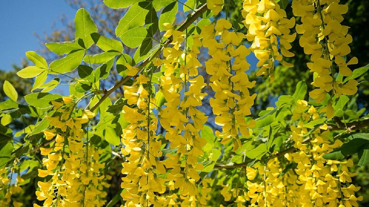 El Laburnum anagyroides es conocido como lluvia de oro o código. El Laburnum anagyroides es conocido como lluvia de oro o código.