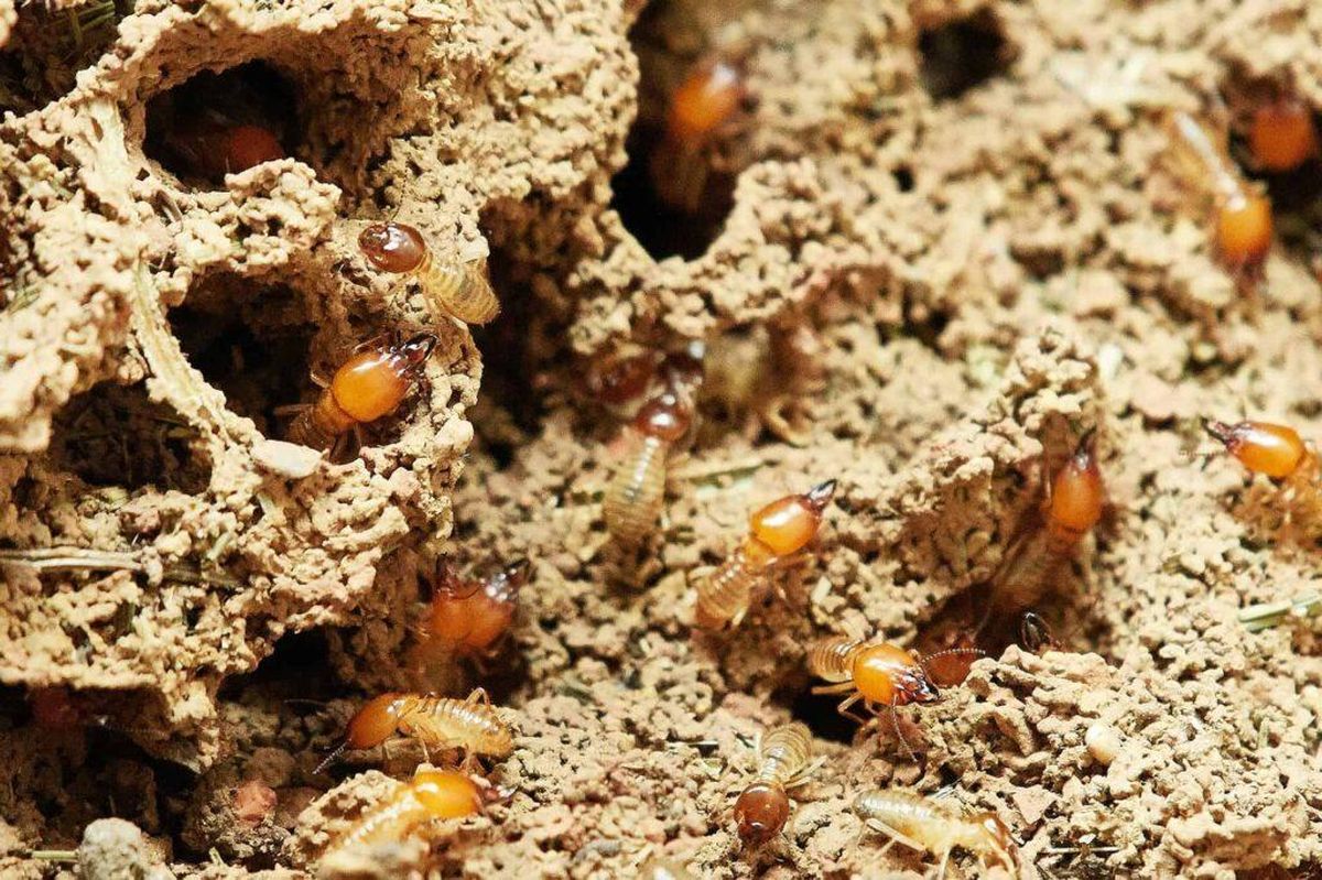 Las termitas terminan cuidando al gran simulador del mundo de los insectos.