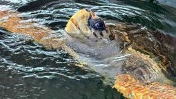 Está encaminado el documental sobre la vida del tortugo Jorge.