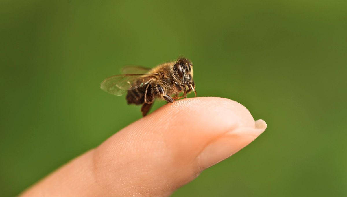 El veneno de abeja no se aprecia por su peso, sino por lo que cuesta obtenerlo.