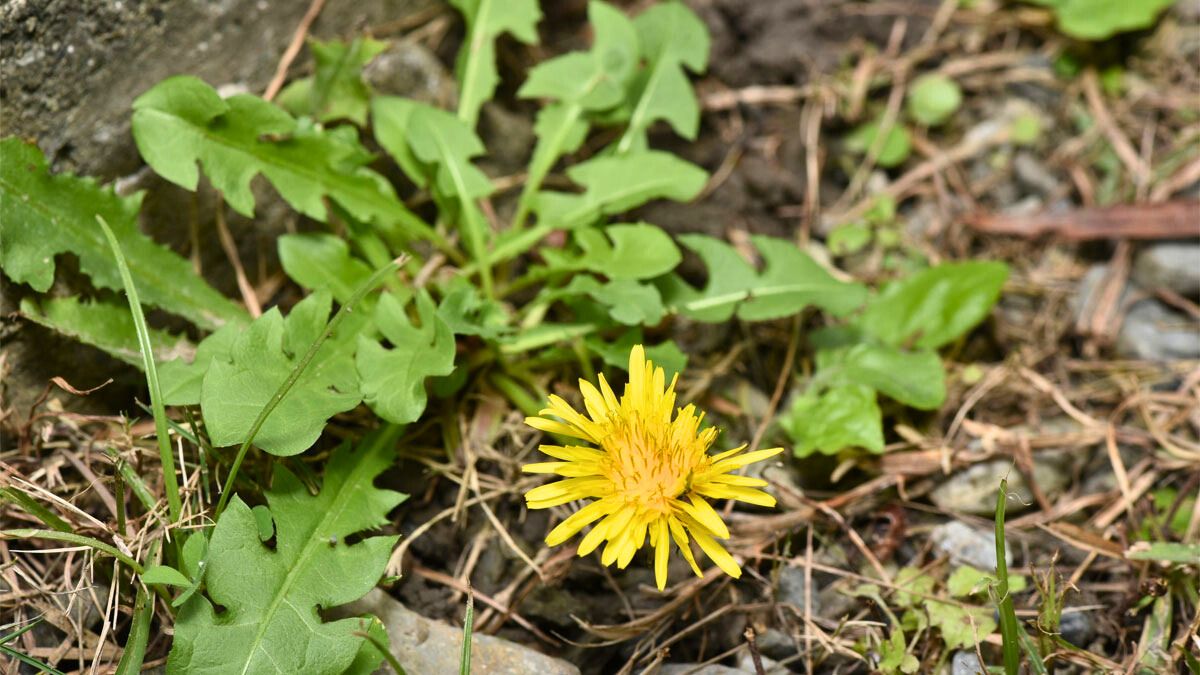 La planta diente de león aporta muchos beneficios para la salud de las personas.