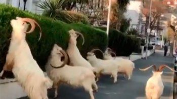 Video: cabras salvajes se adueñaron de las calles de Gales y se comieron los jardines de las viviendas