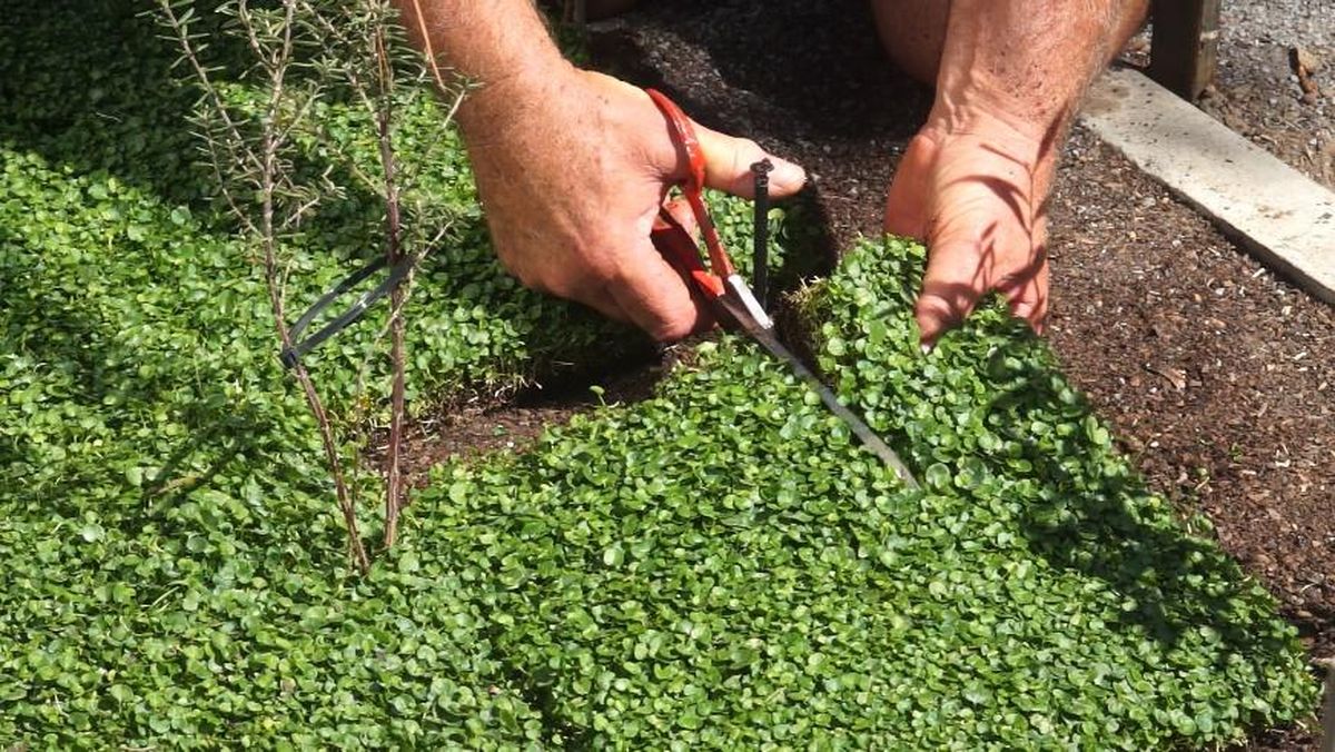 La planta económica que es ideal para cubrir los espacios donde el césped no crece La planta económica que es ideal para cubrir los espacios donde el césped no crece