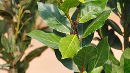 Así debes cuidar tu laurel. Así debes cuidar tu laurel.