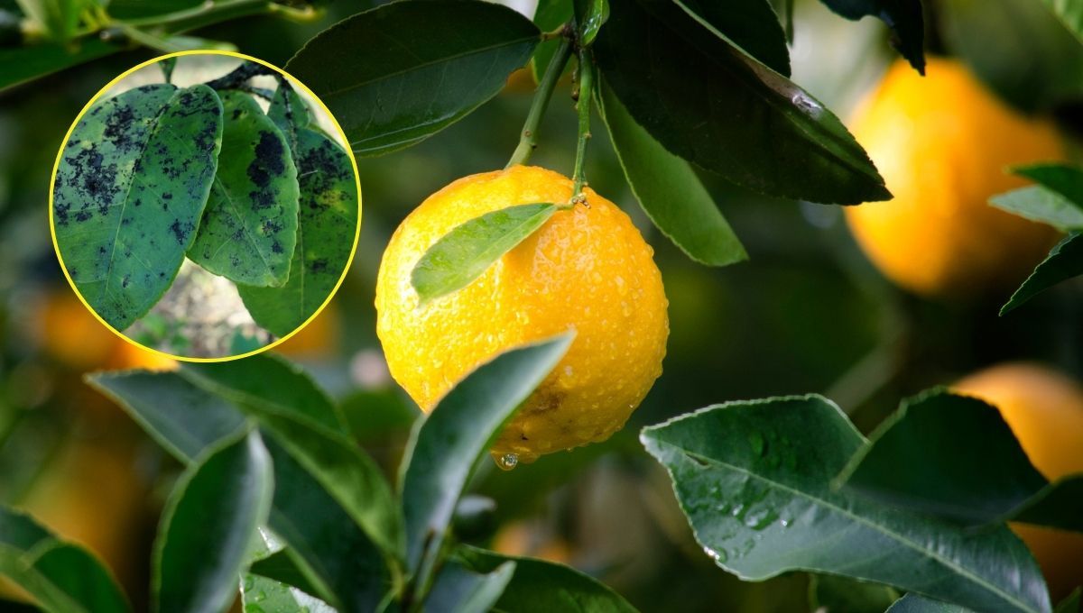 El hongo del limonero que puede eliminarse muy fácil con un solo producto