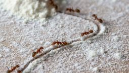 Ni bicarbonato, ni veneno: cómo eliminar las hormigas rojas de tu casa con harina Ni bicarbonato, ni veneno: cómo eliminar las hormigas rojas de tu casa con harina