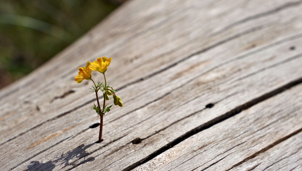 Esta palabra propone pensar en todas esas cosas que dejamos de hacer por no tener un acompañante. Esta palabra propone pensar en todas esas cosas que dejamos de hacer por no tener un acompañante.
