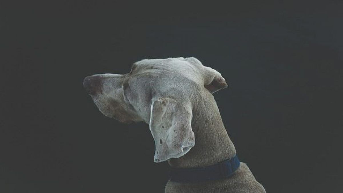 Qué quiere decir que tu perro se haga el sordo cuando lo llamas y qué hacer en este caso Qué quiere decir que tu perro se haga el sordo cuando lo llamas y qué hacer en este caso