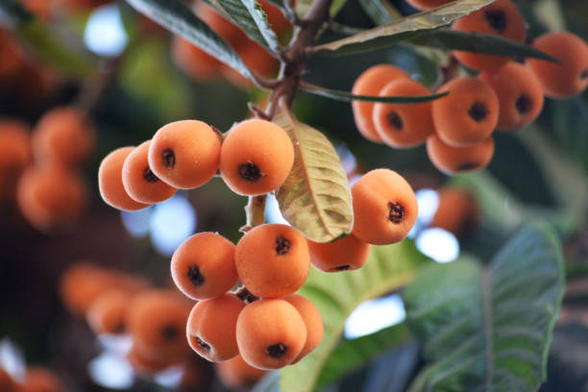 Níspero japonés, el árbol que florece en invierno y ofrece fruta en primavera. Níspero japonés, el árbol que florece en invierno y ofrece fruta en primavera.