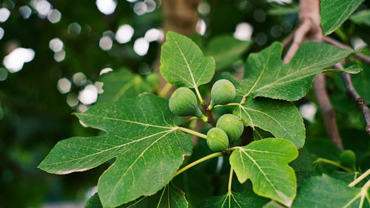 La higuera es un árbol frutal que crece desmedidamente.