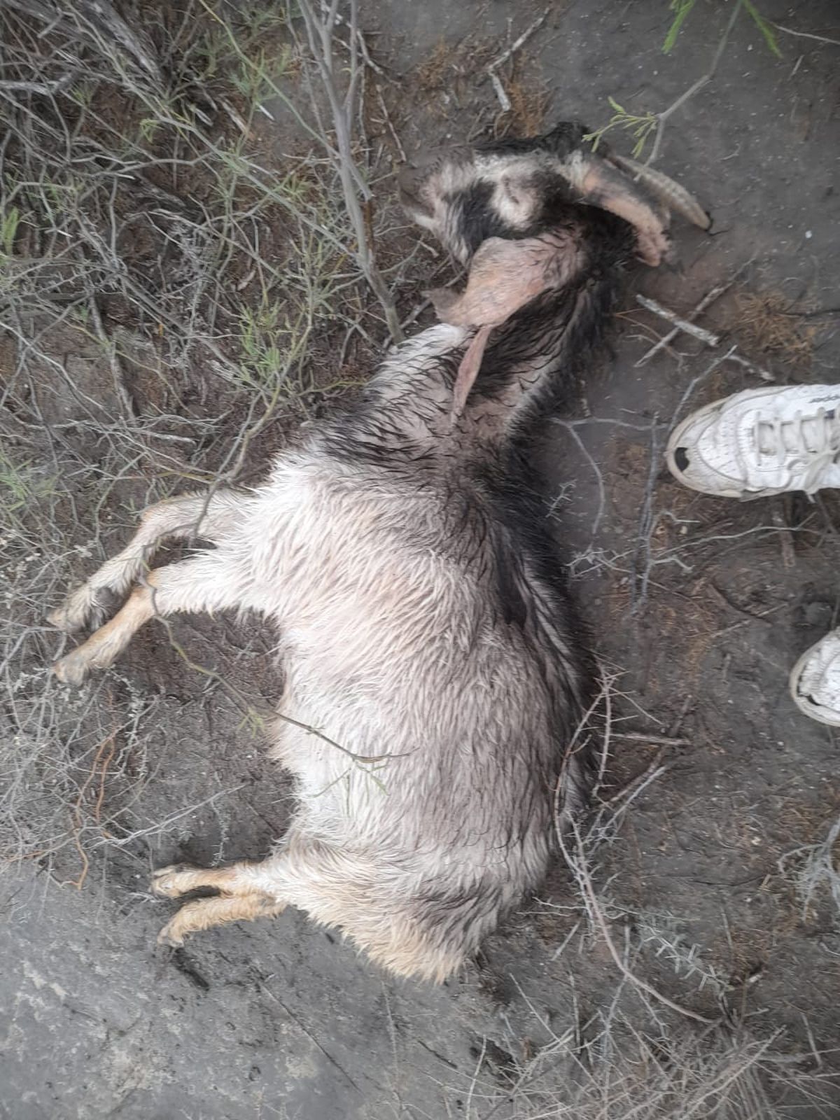 Chivos y cabras inertes a cada paso debido a la sequía en Lavalle Chivos y cabras inertes a cada paso debido a la sequía en Lavalle