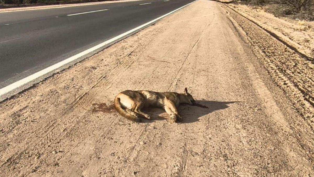 Así quedó el puma atropellado en la Ruta 153, en Ñacuñán.