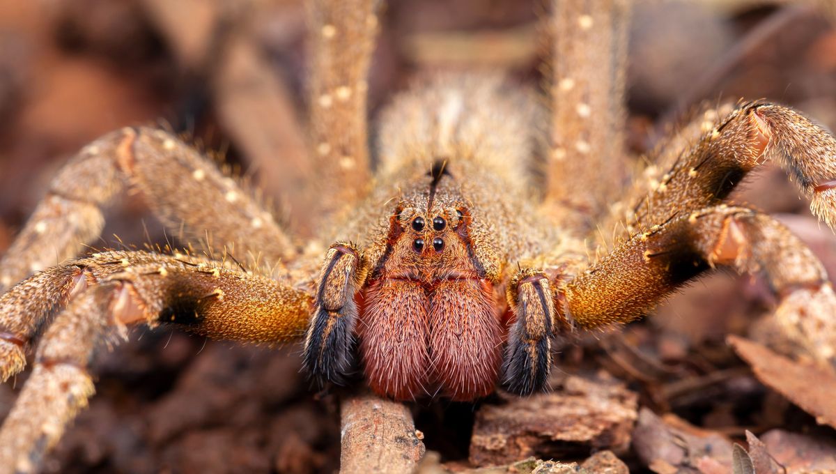 ¿Por dónde vive la araña bananera?