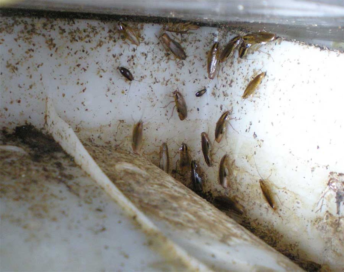 Las cucarachas son una de las plagas más presentes en primavera. Las cucarachas son una de las plagas más presentes en primavera. 