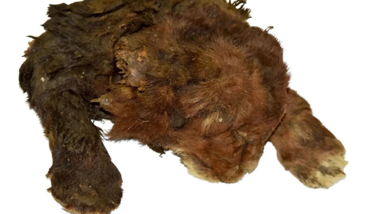 Descubren la momia de un felino prehistórico perfectamente conservada: tendría 37.000 años Descubren la momia de un felino prehistórico perfectamente conservada: tendría 37.000 años