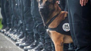 Diesel, el perro héroe de la Policía Nacional muerto en Saint-Denis
