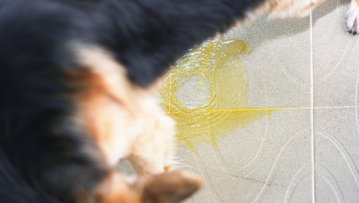 El pis de perro no debe quitarse con productos de limpieza que tengan olores fuertes. El pis de perro no debe quitarse con productos de limpieza que tengan olores fuertes. 