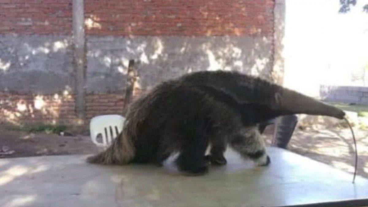 En cautiverio. Vendían a un oso hormiguero en las redes sociales.