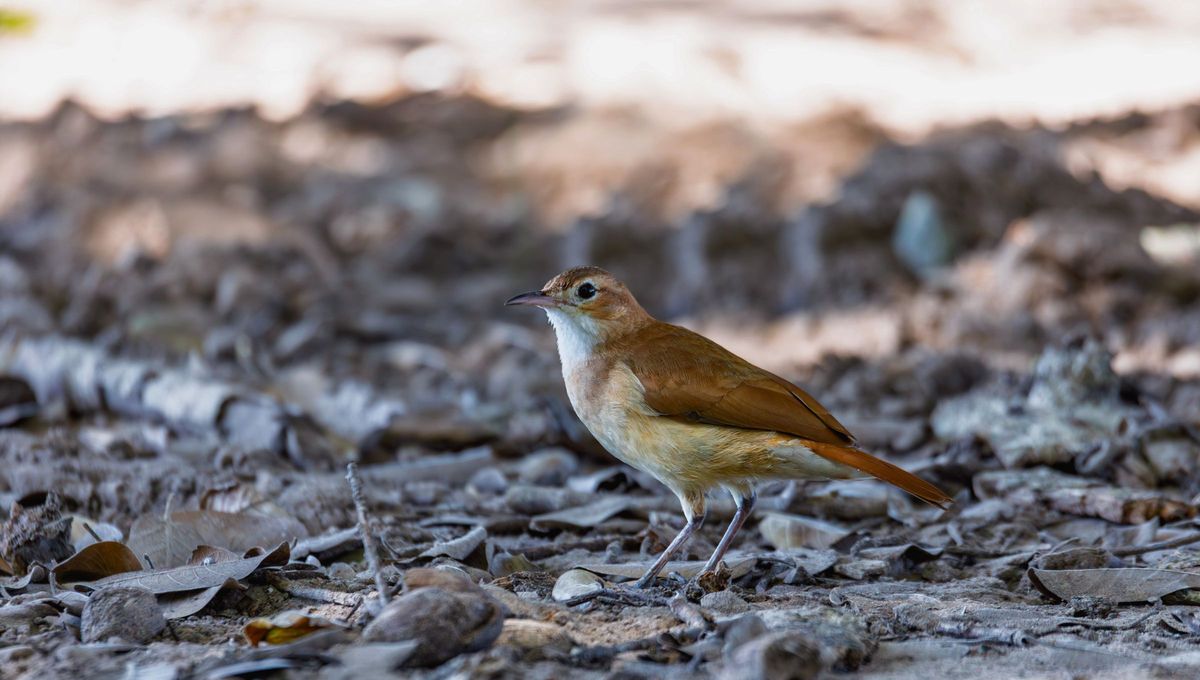 La aparici&oacute;n de ciertos animales en el hogar puede ocultar grandes significados.