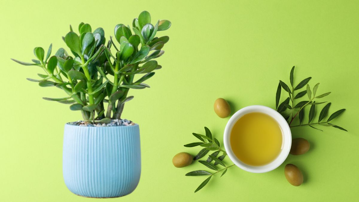 Aplica aceite de oliva en tu árbol de Jade y estallará de flores