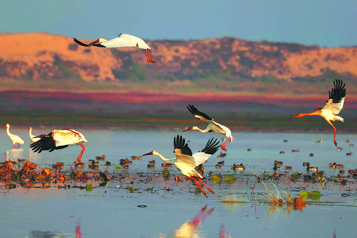Grullas siberianas rozan la superficie del lago Poyang, en la provincia de Jiangxi. PARA USO DE CHINA DAILY.
