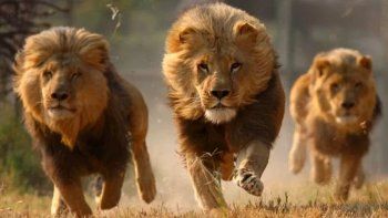 Un cazador fue asesinado por un elefante y devorado por una manada de leones