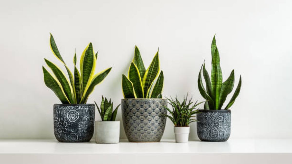 Esta es la forma correcta de cuidar una sansevieria en primavera.