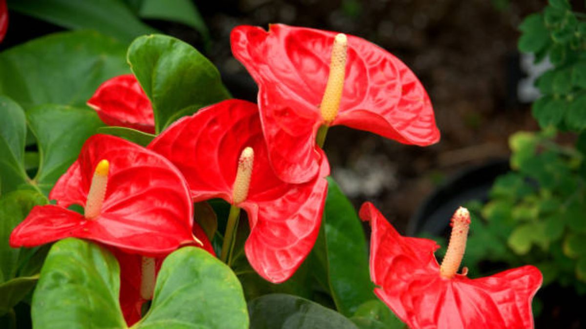 El secreto de jardinería infalible para mantener tus anturios fuertes y saludables.