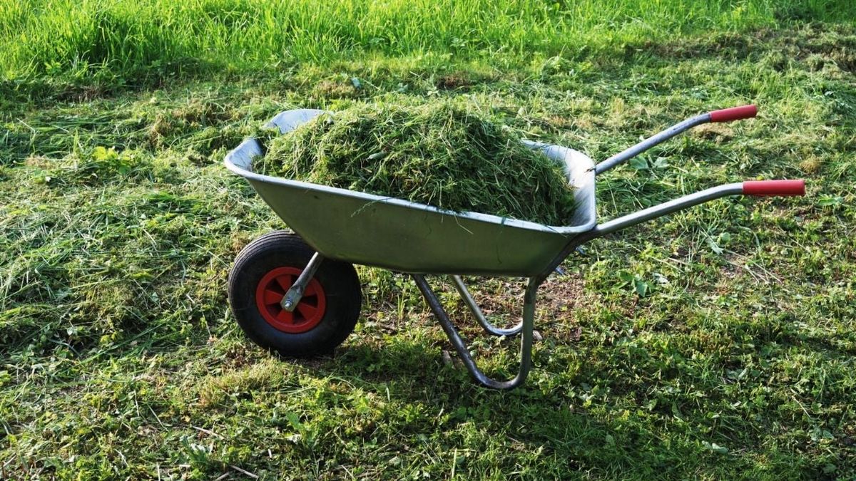 El truco para mejorar la calidad de tu jardín utilizando el césped recién cortado El truco para mejorar la calidad de tu jardín utilizando el césped recién cortado
