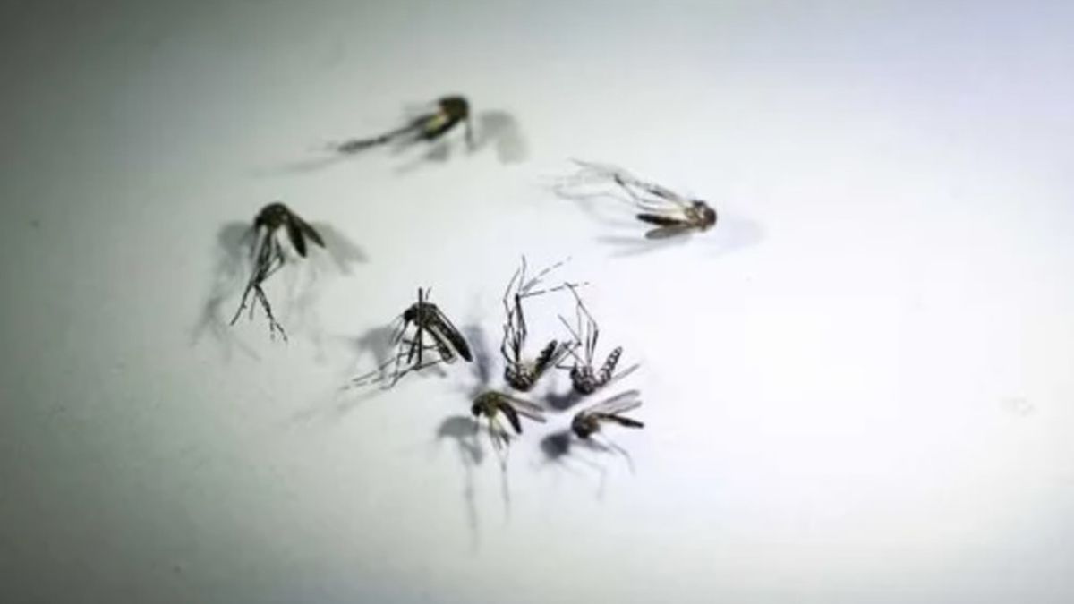 El brote de dengue es 3