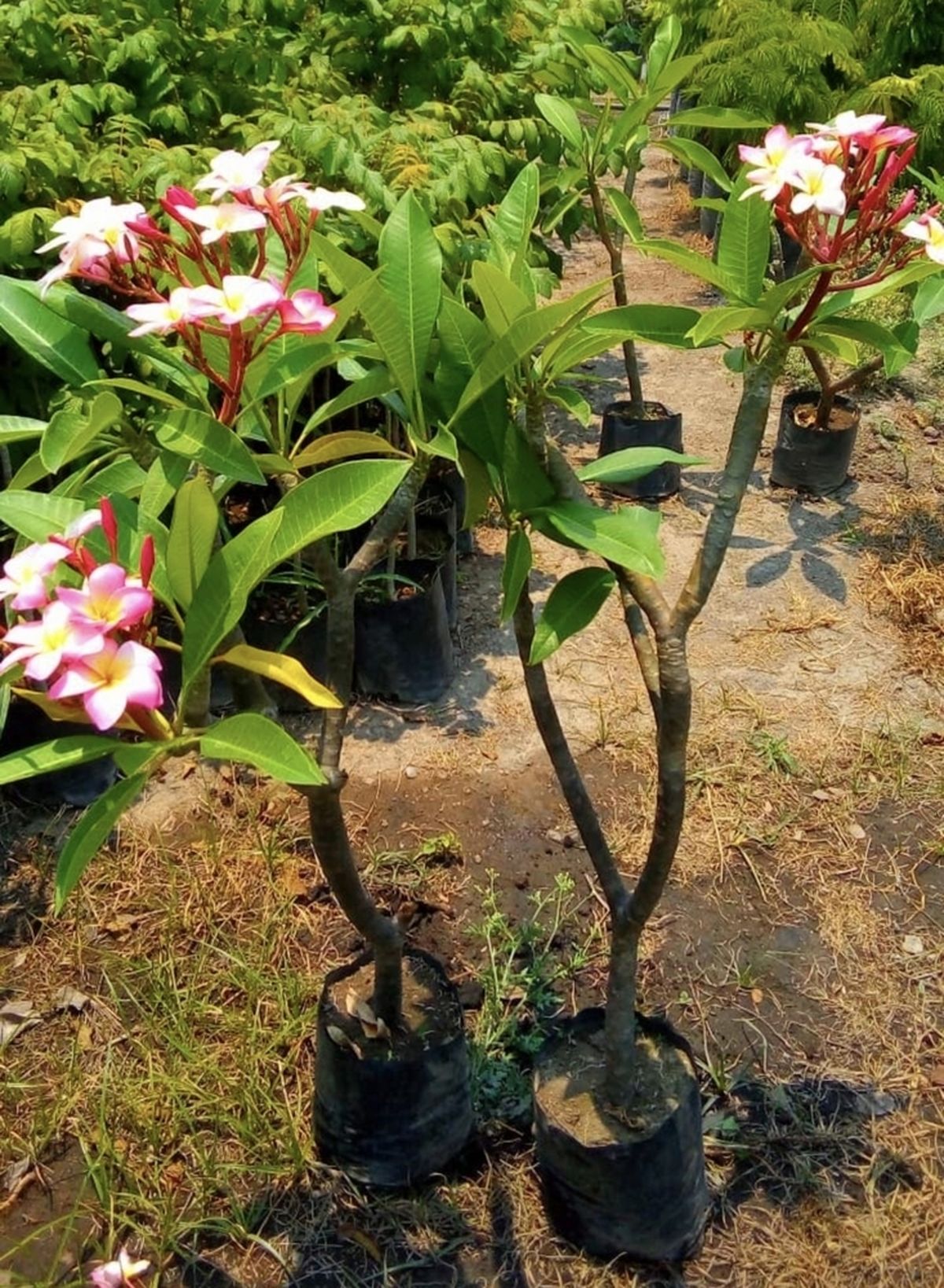 Árbol Plumeria rubra.