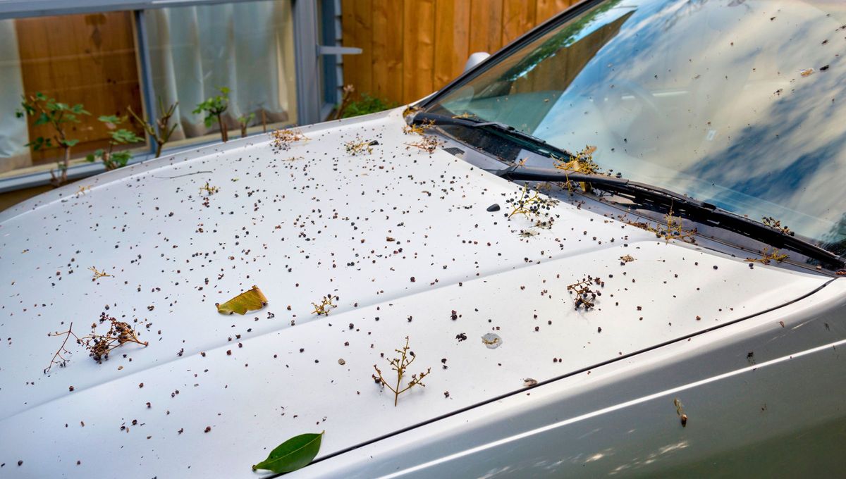 Muchas personas suelen tener el auto sucio. Ya sea por falta de tiempo, ganas o descuido, no siempre indica algo superficial. Si no, algo que subyace de la personalidad de quien lo maneja. Muchas personas suelen tener el auto sucio. Ya sea por falta de tiempo, ganas o descuido, no siempre indica algo superficial. Si no, algo que subyace de la personalidad de quien lo maneja.