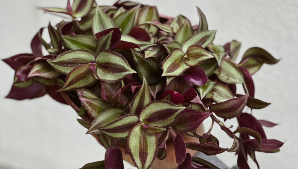 Zebrina, la planta decorativa que sirve para curar la diarrea y la gastritis