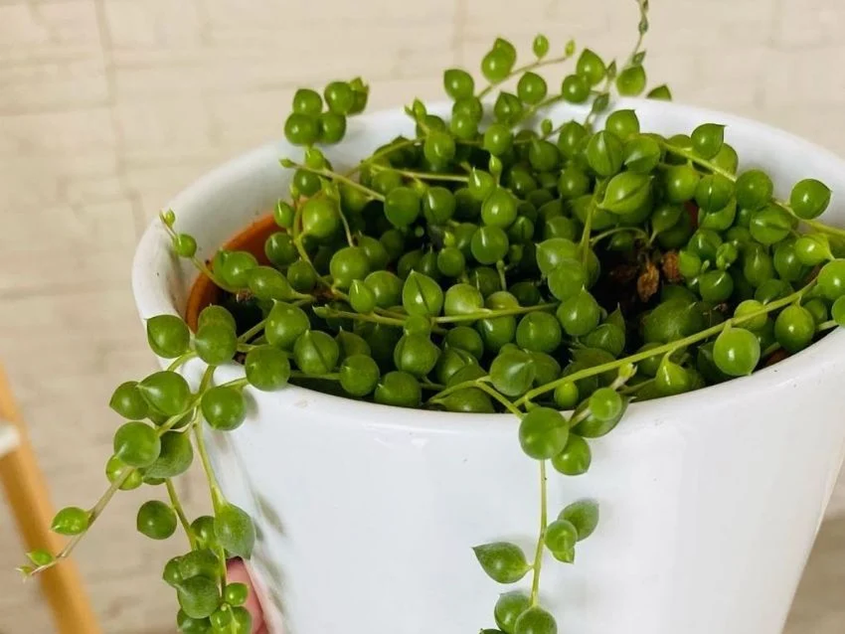 La ubicación de esta planta es importante en el feng shui. La ubicación de esta planta es importante en el feng shui.