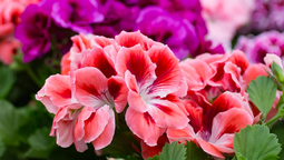 Cultiva un geranio en tu jardín, si quieres tener flores todo el año.